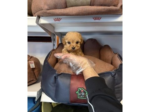 Teacup maltipoo yavrularımız