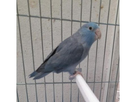 Mavi renkli forpus papağanımız