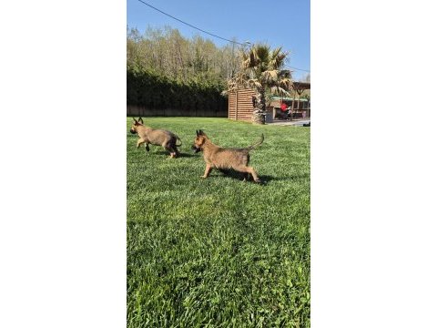 Efsane belçika malinois yavruları istanbul 