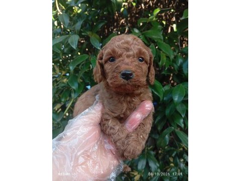 Irk ve sağlık garanti poodle yavrularımız