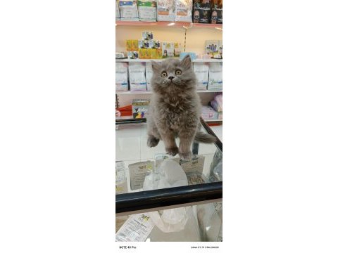 Bu british shorthair güzellik kaçmaz