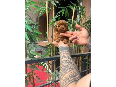 Orjinal ırk ve sağlık garantili poodle yavrular