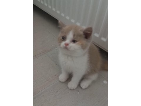 Cattery'den full secereli calico british longhair dişi