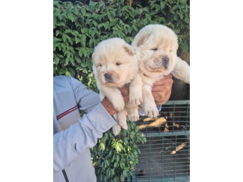 Chow chow bebeklerimiz