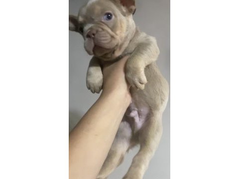 French bulldog yavrumuz