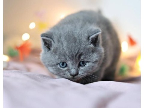 Gümüş mucize gri british shorthair 