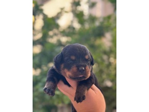 Varsa daha iyisi oda annesi rottweiler