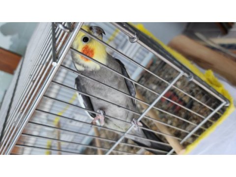 Ele kola alışık tam bir maskot sultan papağanı