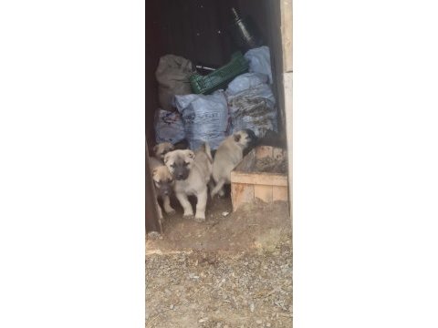 Kangal köpeği yavrulari