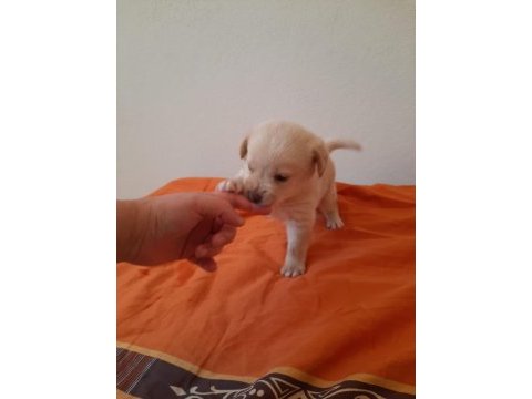 Albino dişi golden retriever