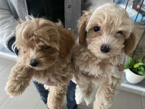 En güzel maltipoo yavrularımız
