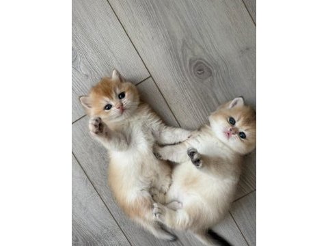 British shorthair golden değerli yavrular