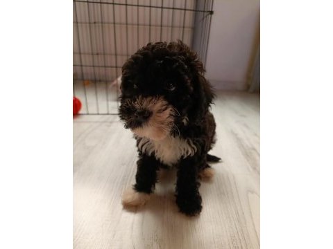 2 aylık poodle ayarında maltipoo
