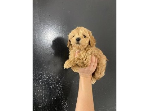 Kore teacup gerçek maltipoo orjinal