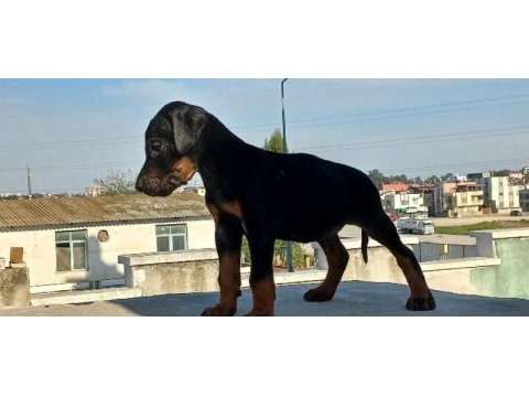 Teslime hazır doberman ilk aşısı yapıldı