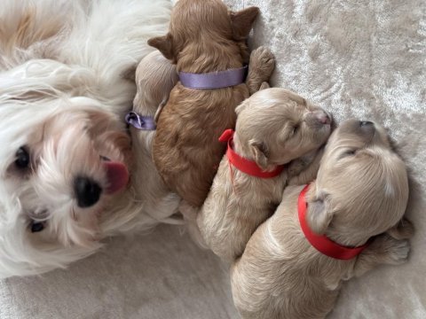 En küçük maltipoo (kore)