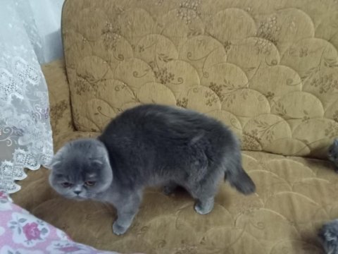 Ankara 4 aylık kediler