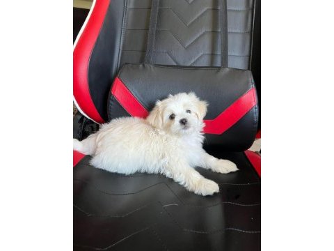 Sevimli maltese minikler