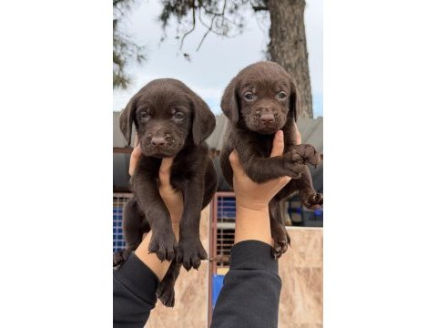 Labrador bebeklerimiz