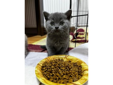 British yavrularımız teslime hazır