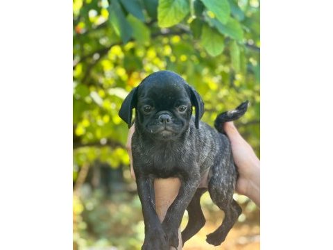 Siyah ve brindle dişi pug yavruları