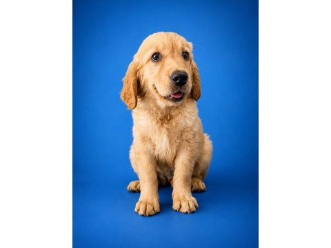 Kıng sıze orjınal golden retriever yavrumuz