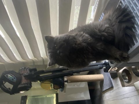 British longhair dünya yakışıklısı