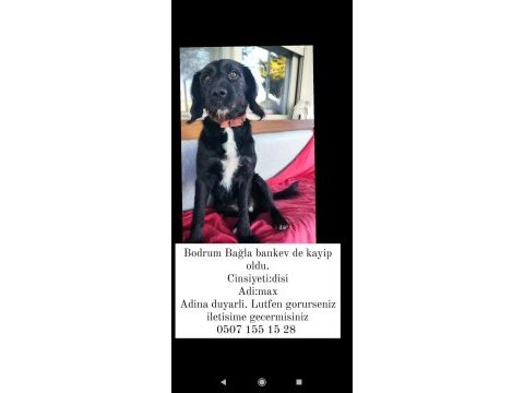 Bodrum kayıp ilanı köpeğimiz için