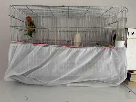 Çift takım cennet papağanı