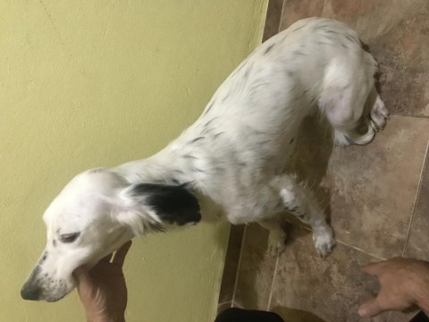 6 aylık dişi english setter aşıları tam