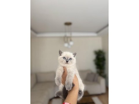 Güzeller güzeli brıtısh shorthair yavrularım 
