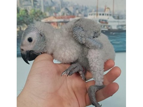 Yerli üretim iri boy jako papağanı