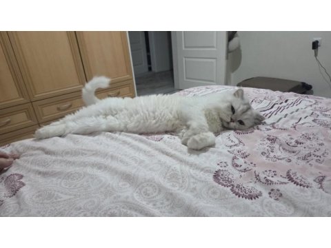 Kısır 2 yaşında erkek british longhair