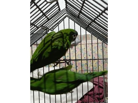 Cüce macaw yeşil renk son 2 adet kaldı