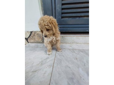 Maltipoo bebek 2 aylık köpekler