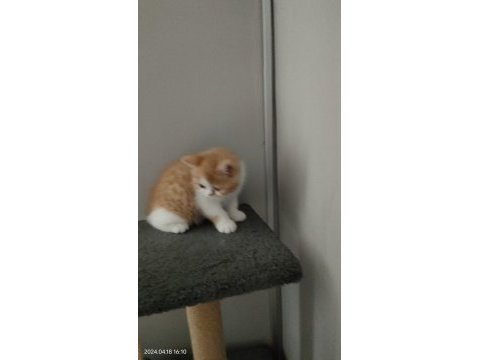 Exotic shorthair dişi