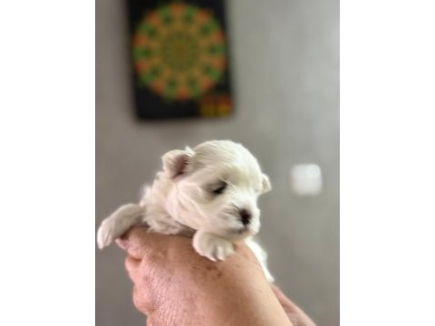 Köpeklerimize yeni yuvalar arıyoruz