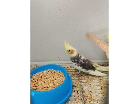 Sultan papağanlarım yeni yeme düşmüş