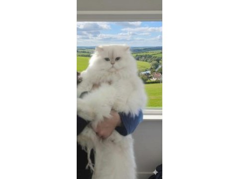 Safkan british longhair