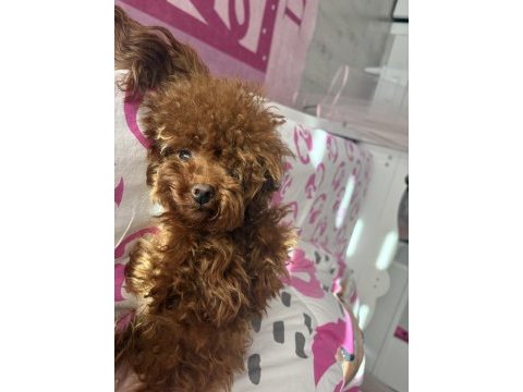 Kore poodle