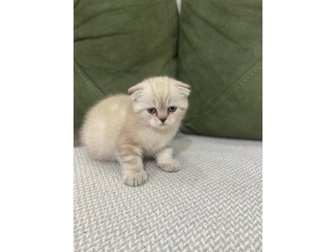 Scottish fold kedimiz sahiplendirilecektir