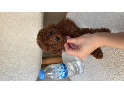 Orijinal tea cup teddy surat ev bakımlı poodle