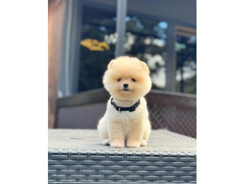 Yavru pomeranian boolarımız