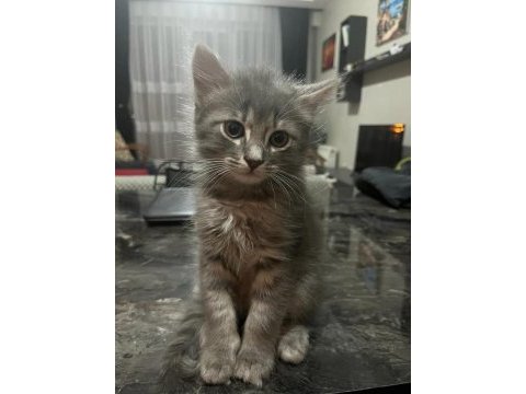 Russian blue ve sibirya orman kedisi yavruları