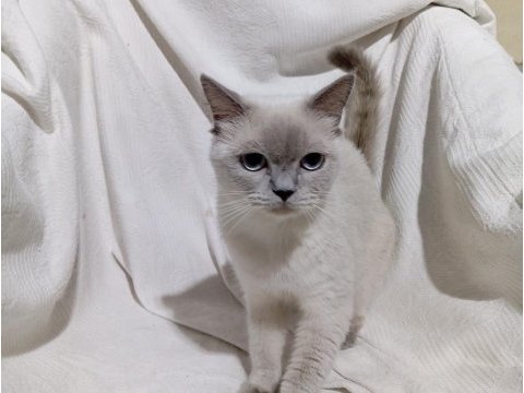British shorthair (hamile bir dişi)
