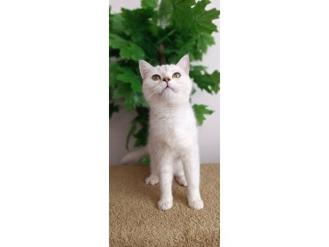 1 yaşında dişi british shorthair