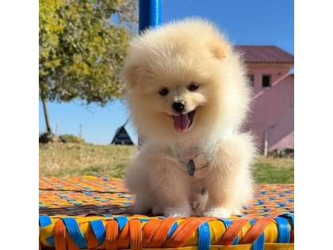 Pomeranian boo safkan
