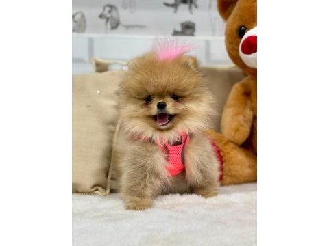 Tatlı pomeranian kızımız mila