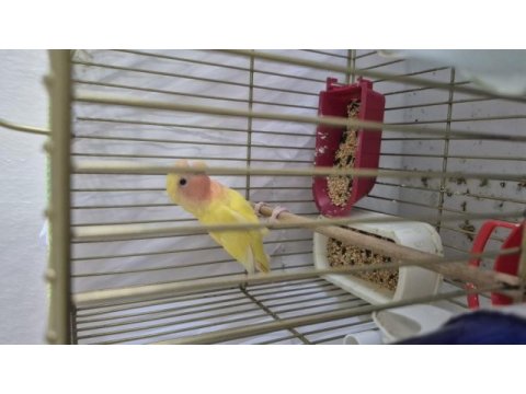 Dişi 4 aylık kırmızı göz sağlıklı papağanımız