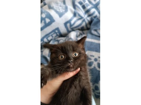 British shorthair dark chocolate yavru